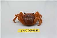 藏品(白紋方蟹)的圖片